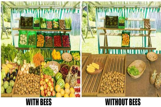 مقارنة ما بين المنتجات الزراعية التى بدون تلقيح النحل كيف ستكون ومع تلقيح النحل