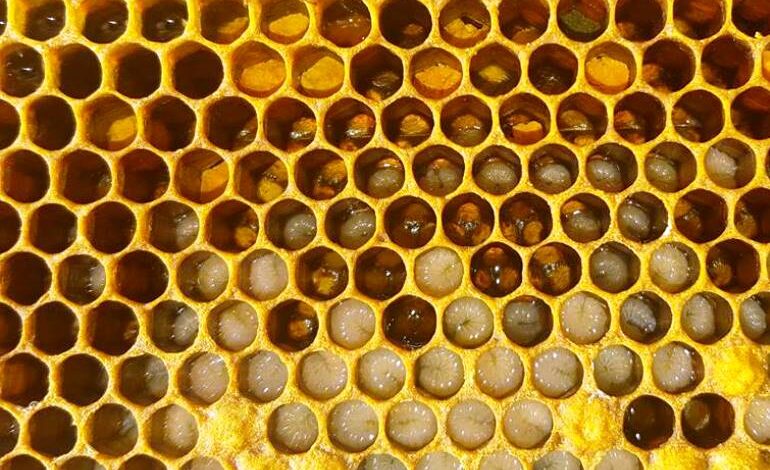 جمع العسل